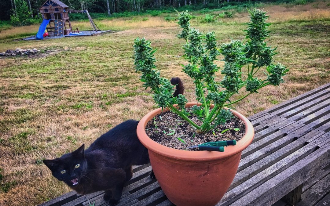 Cat + Cannabis