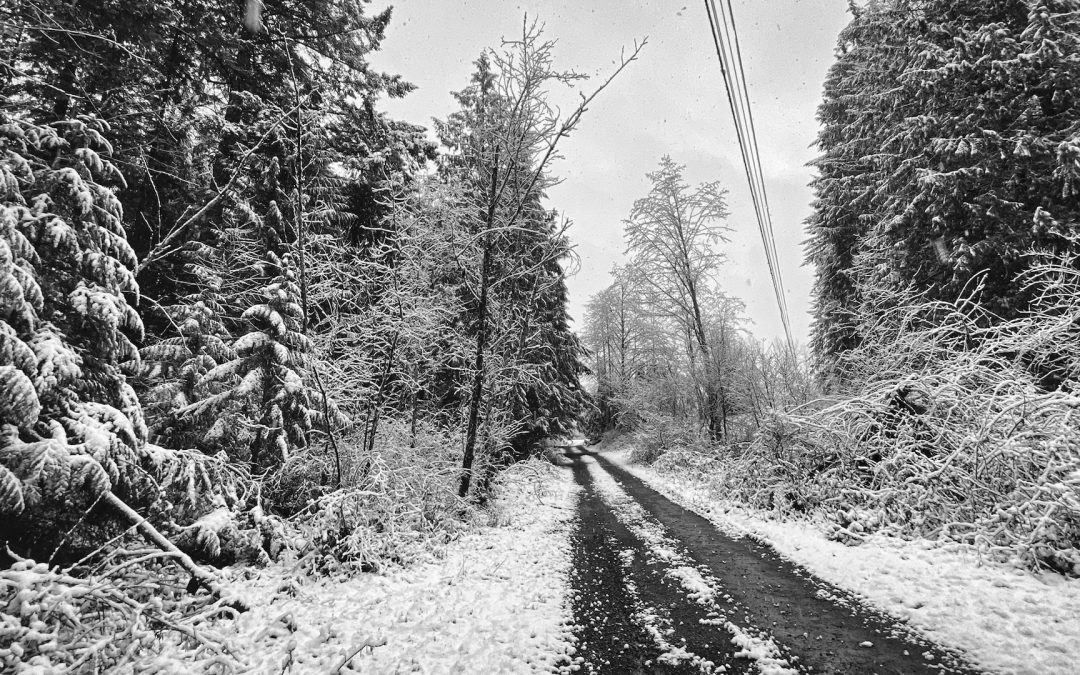 Preparing For the Cold - Looks like we're in for some serious cold weather. Cold for us, anyway. The weekend will be spent chopping wood, replacing a broken axe handle, wrapping pipes, etc. Winter joy.