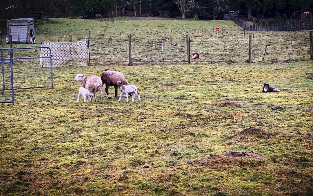 New Neighbors