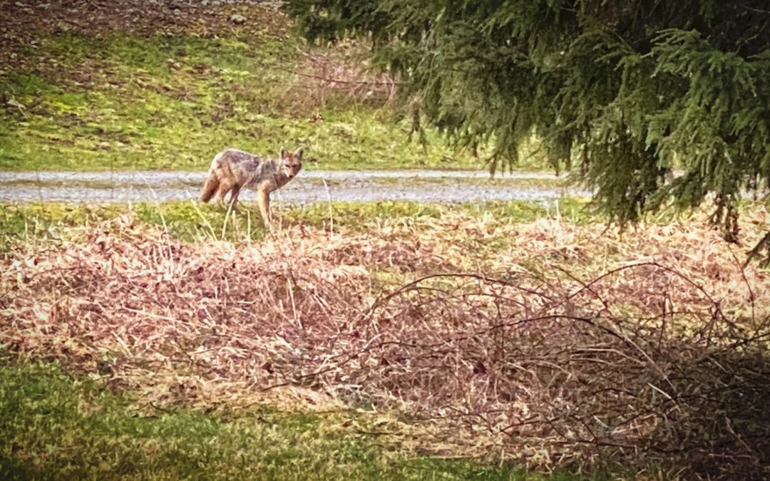 Wile E., Wiley, or Just Scary? - The coyotes that frequently visit us never look like something out of Looney Tunes.