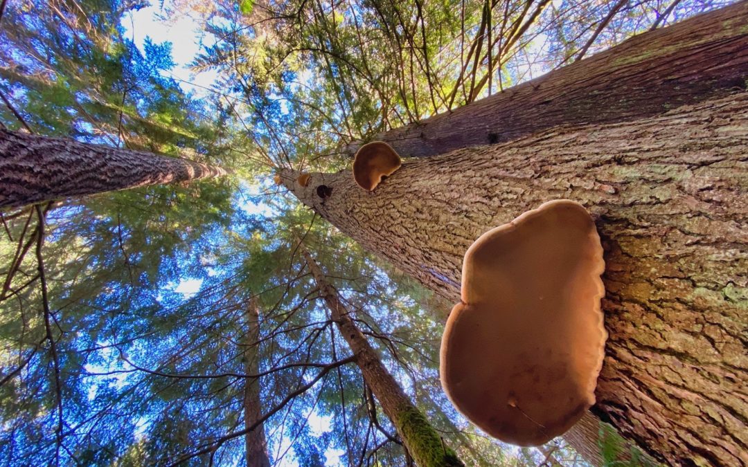 Fungus Among Us - These things always fascinate me, especially on a beautiful, sunny day.