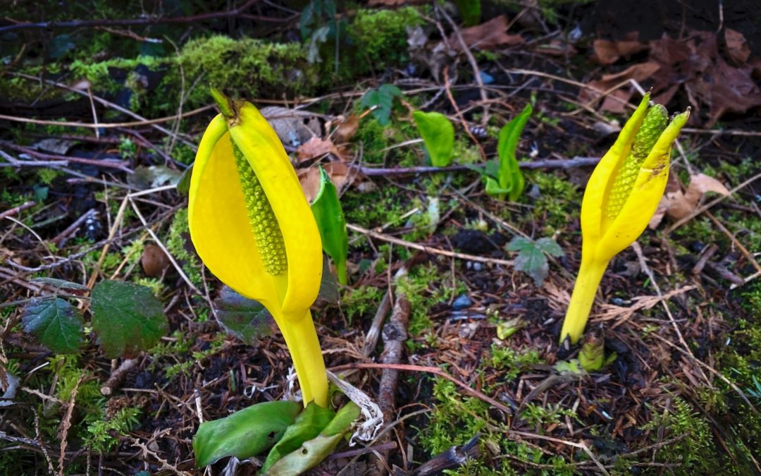 Skunk Cabbage Return