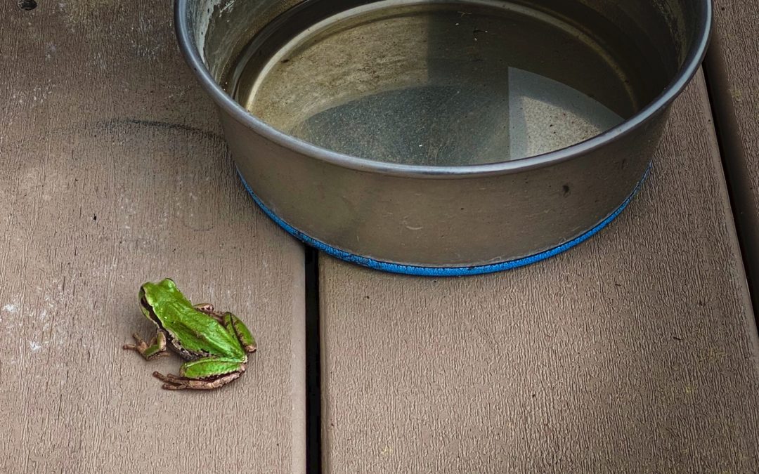 Deck Friends - As we put more plants out, these little critters abound.