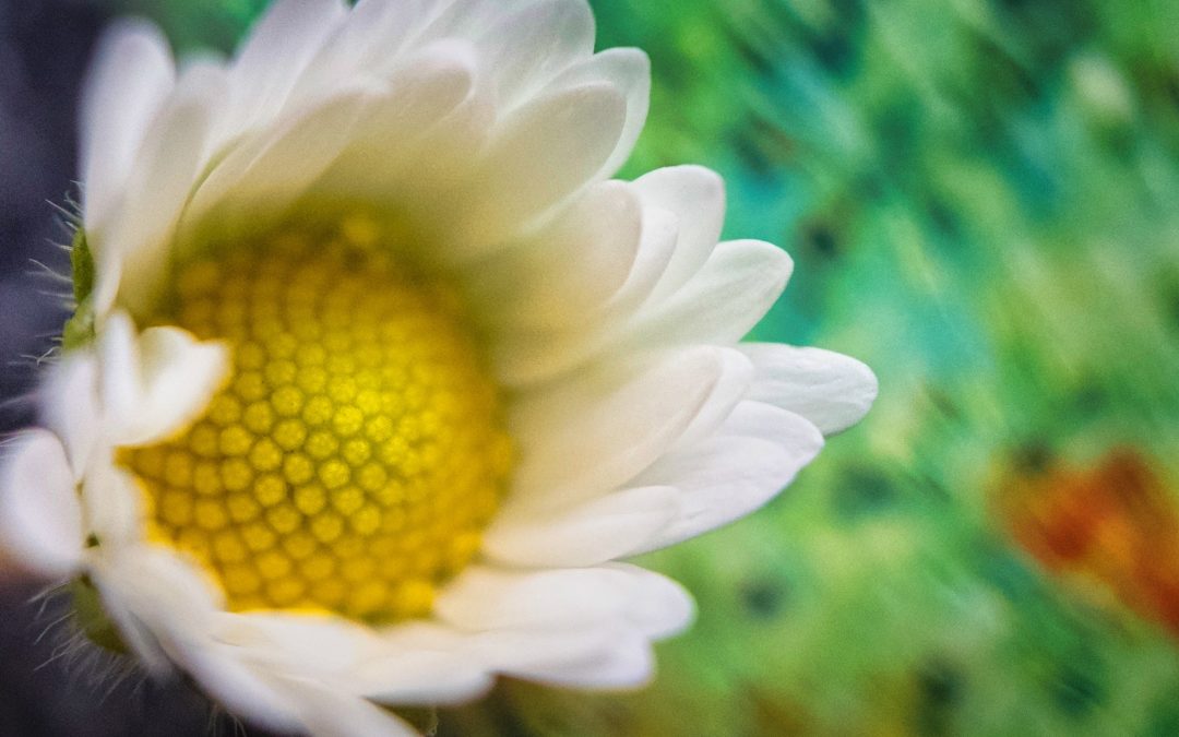 Mighty Macro - This is my first attempt at macro photography using the Moment Macro Lens for the iPhone. Pretty sure this little flower is Oxeye Daisy (Leucanthemum vulgare). We have tons at our place and it turns out, while they may be pretty, they're on the state's noxious weed list. Who knew?