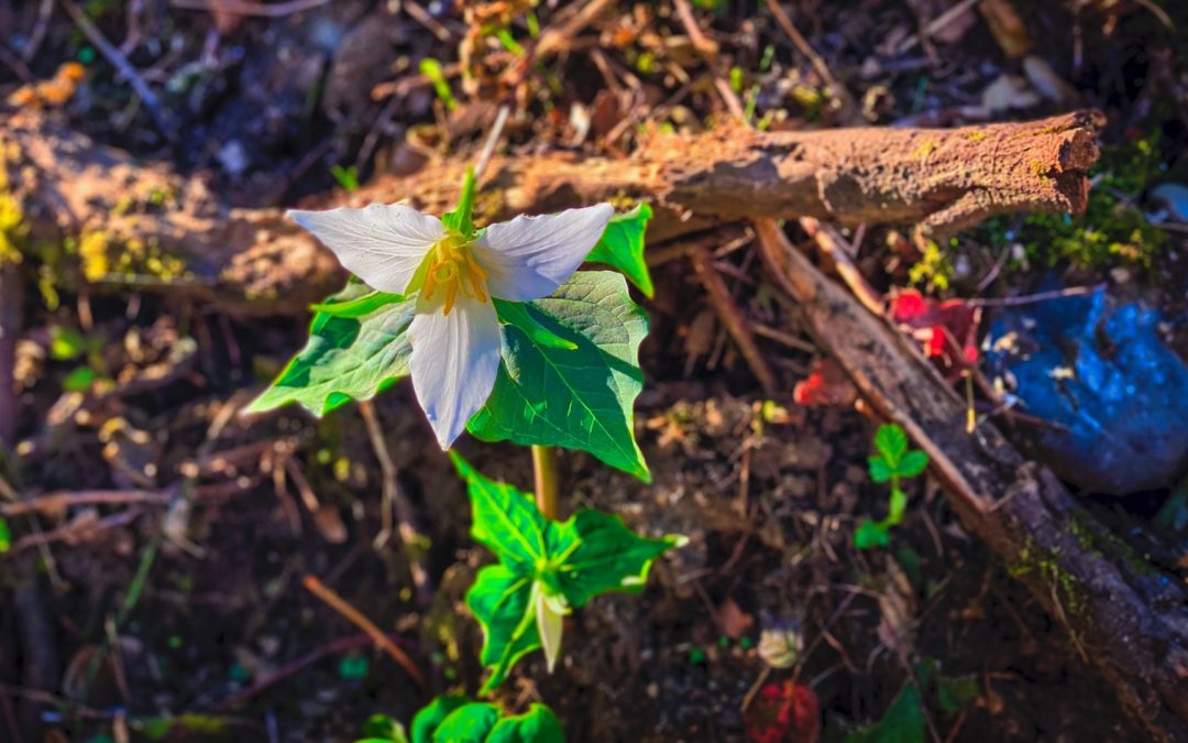 A Trillion Trillium - Well, maybe not a trillion but compared to normal years, it's a lot. We're lucky to see one trillium in the spring. This year we found an abundance along our road. Spotted this morning on our 1.5 mile walk.