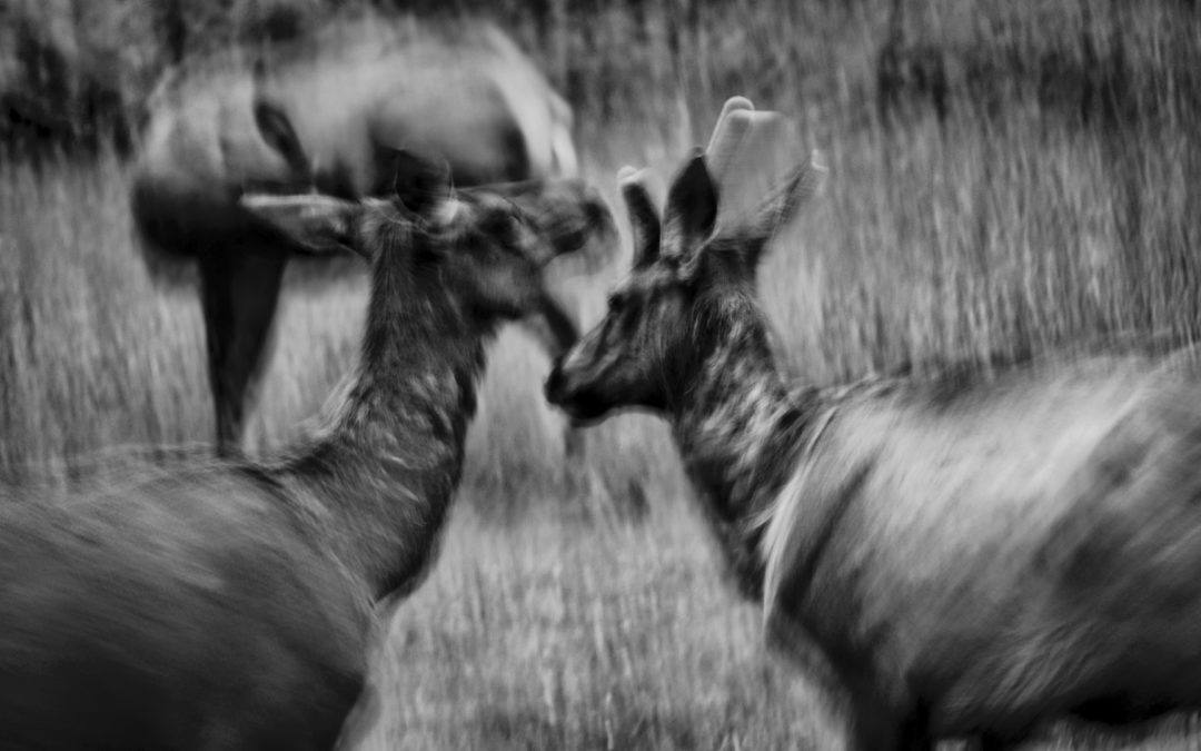 Frisky, Photogenic Elk - Some early morning visitors romped while I played around with capturing their images. Never ending entertainment.
