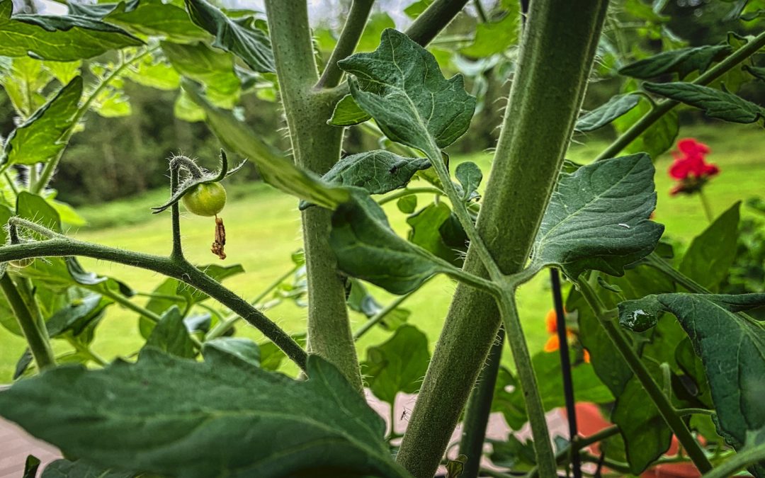 First Tomatoes