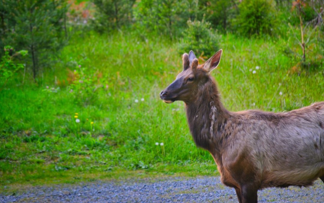 Fuzzy Antler Time 2020 - Many patches of their winter coats scattered around as I mow. Love this time of year.