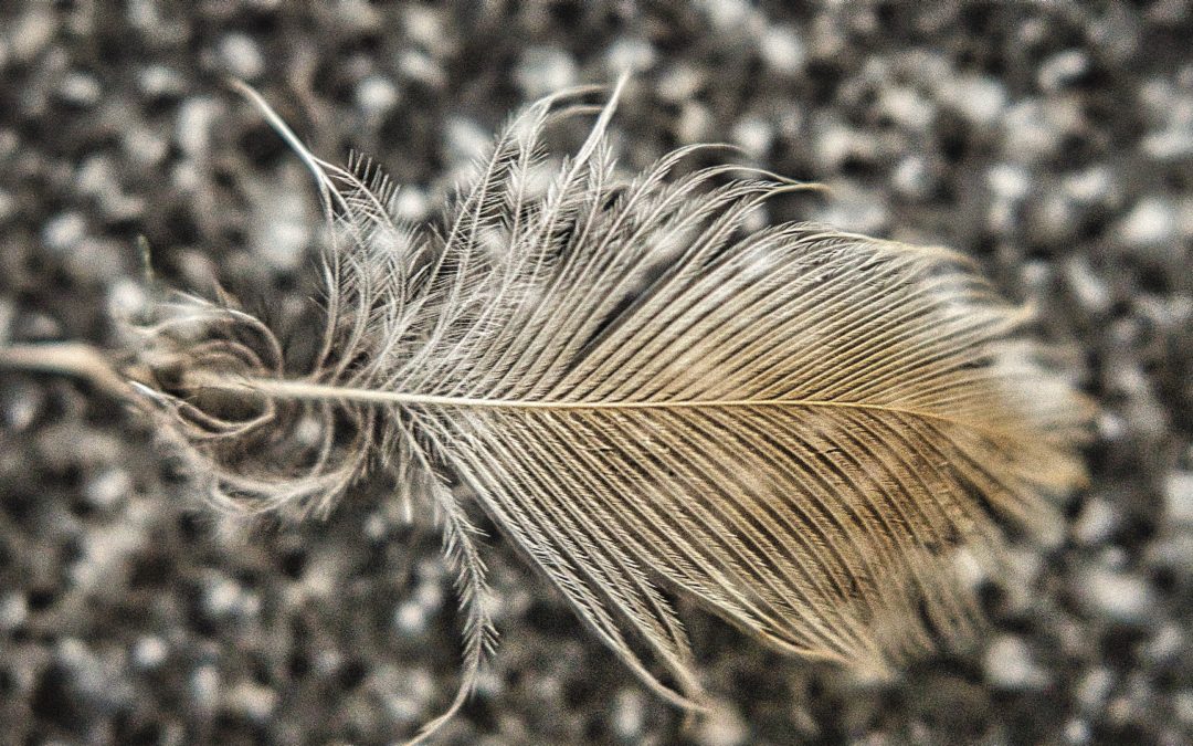 Hummingbird Feather - Found this on our feeder outside the kitchen window. Using the Moment Macro Lens. Tiny, fascinating.