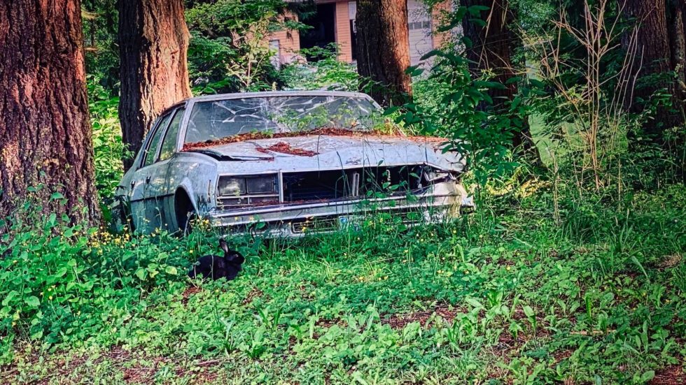 Black Bunny Stan & Joyce Orchard