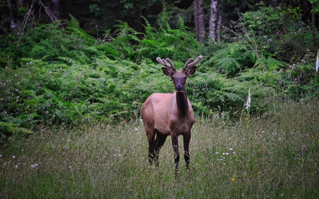 Good Morning - More fuzzy antlers and beautiful summer coat. This curious early morning visitor seemed to say hi as he passed by.