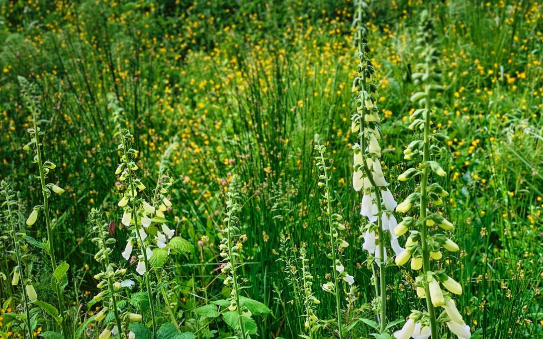 Wildflower Explosion