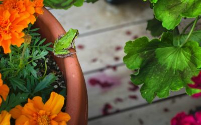 Green Garden Friend