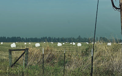 Giant Marshmallows