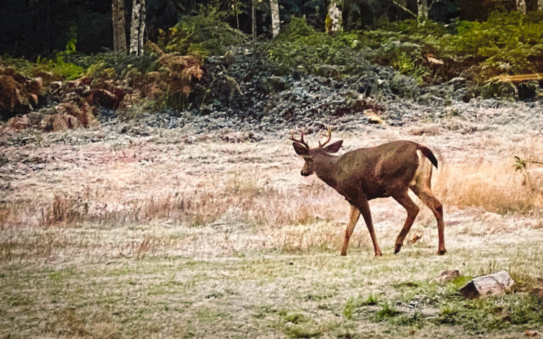 Lookin' For Love - Two does just went bounding through our yard followed closely by this guy. Game on!