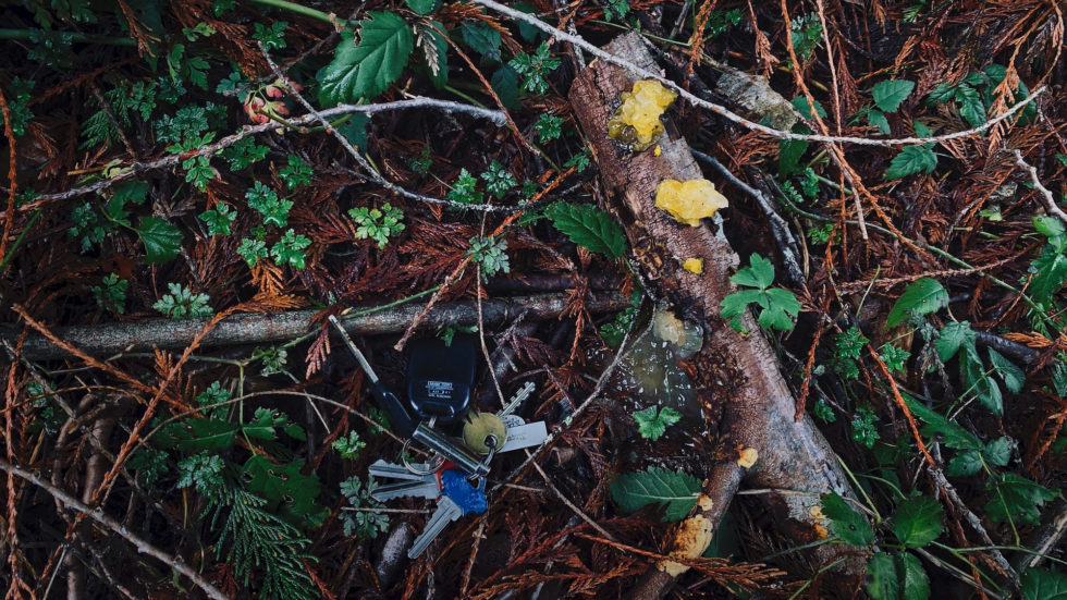 Gelatinous Goo Stan & Joyce Orchard