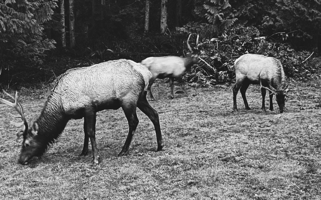 'Lefty' And Friends - These three guys showed up just before sunrise on a dark, drizzly morning. The bull on the right is missing his left antler, hence the nickname. Never tire of watching them out our living room window.