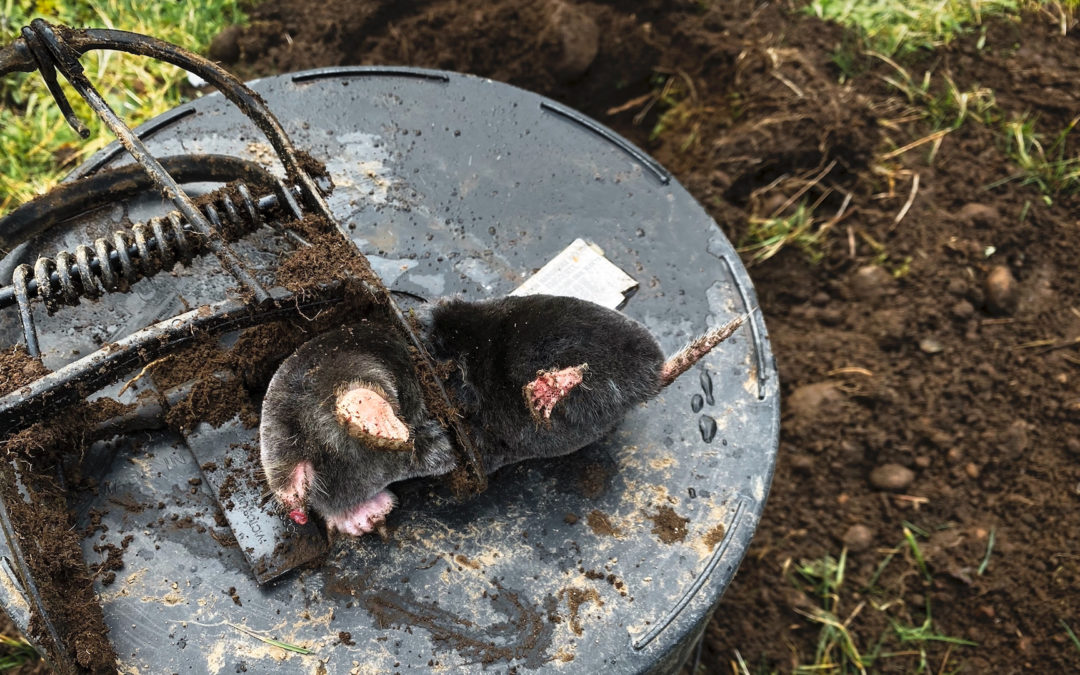 Mole Kill - Should I be sad that this furry little creature has died or should I feel immense satisfaction? Forgive me. This battle has raged for many years.