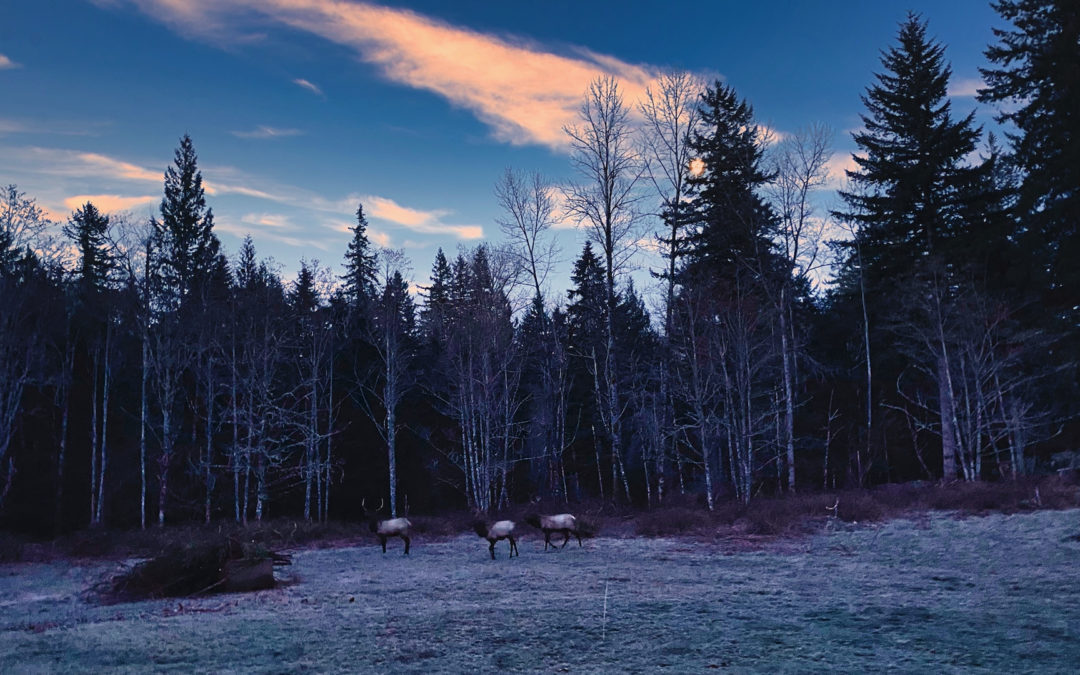 Frosty Morning Visit - These three strolled through just as the sun was coming up in the east while the moon was setting in the west. Nice start to another beautiful day.