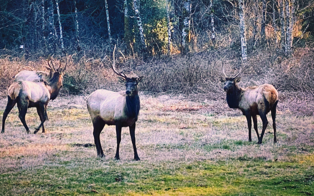'Lefty' And Friends Are Back - On January 15 some bulls wandered through. This evening they stopped by again. His left antler hasn't dropped yet, it's just very small.