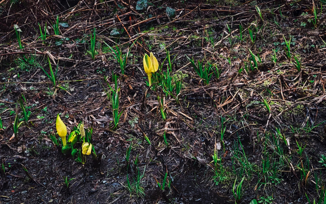 Skunk Cabbage Arrive - Like the swallows to Capistrano, the skunk cabbage have poked their heads up to herald the arrival of spring in Hobart.