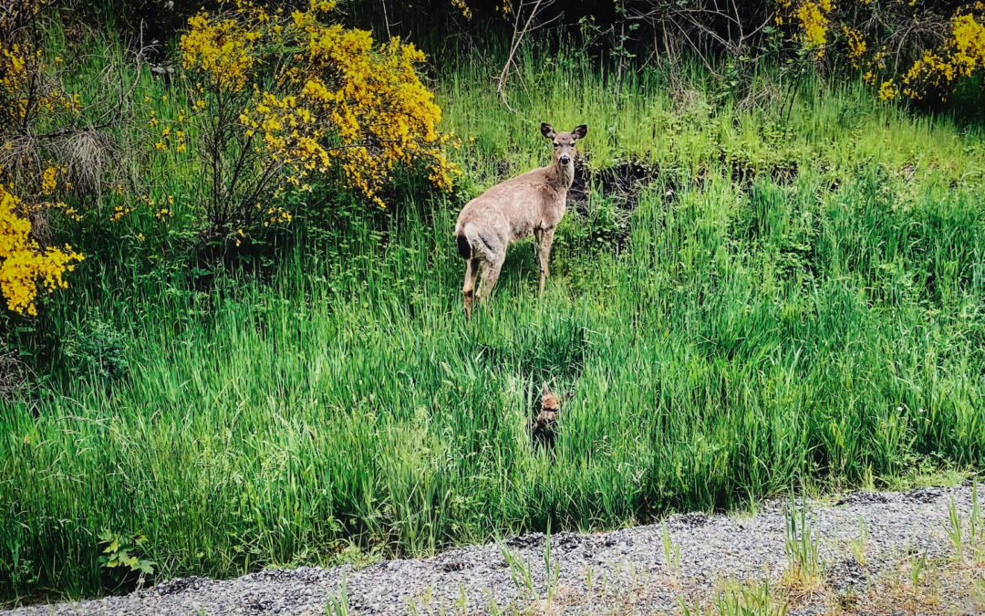 Welcome To The World - Ran to the store this morning and had to wait for this doe and her newborn to cross the road. Both were still wobbly.