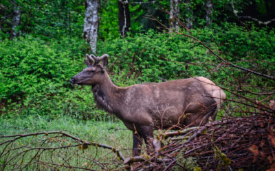 Fuzzy Antler Time