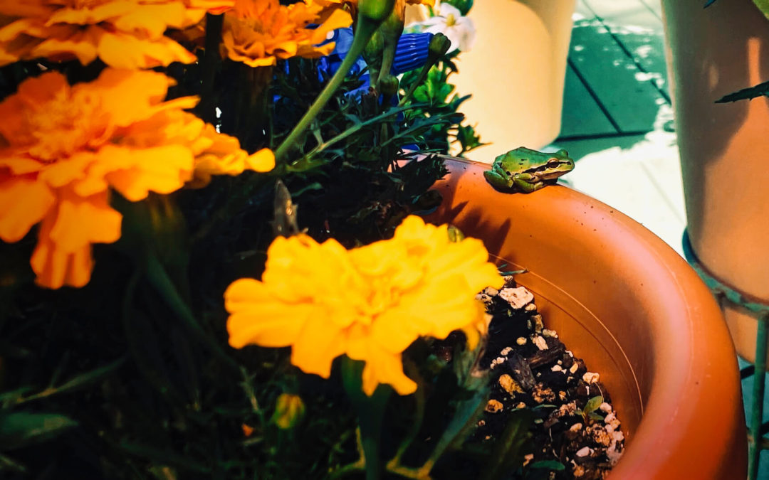 Garden Friend - One of many small creatures who share our deck garden. Staying cool under the shade sail as the 2021 heat wave intensifies.