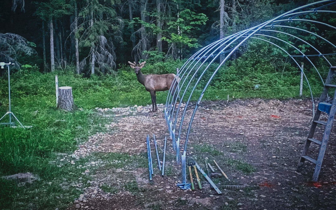 Greenhouse Update - Making slow but steady progress on our 16 x 24 hoop house. This guy and a smaller friend wandered through to check it out. So far, so good.