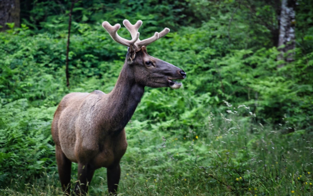 More Fuzzy Antlers - Never tire of watching these critters.