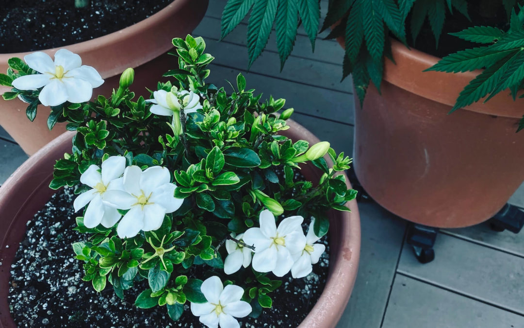 Sun Lovers - While we humans are freaking out over this unprecedented heatwave here in the U.S. Pacific Northwest, our cold-tolerant gardenias are loving it.