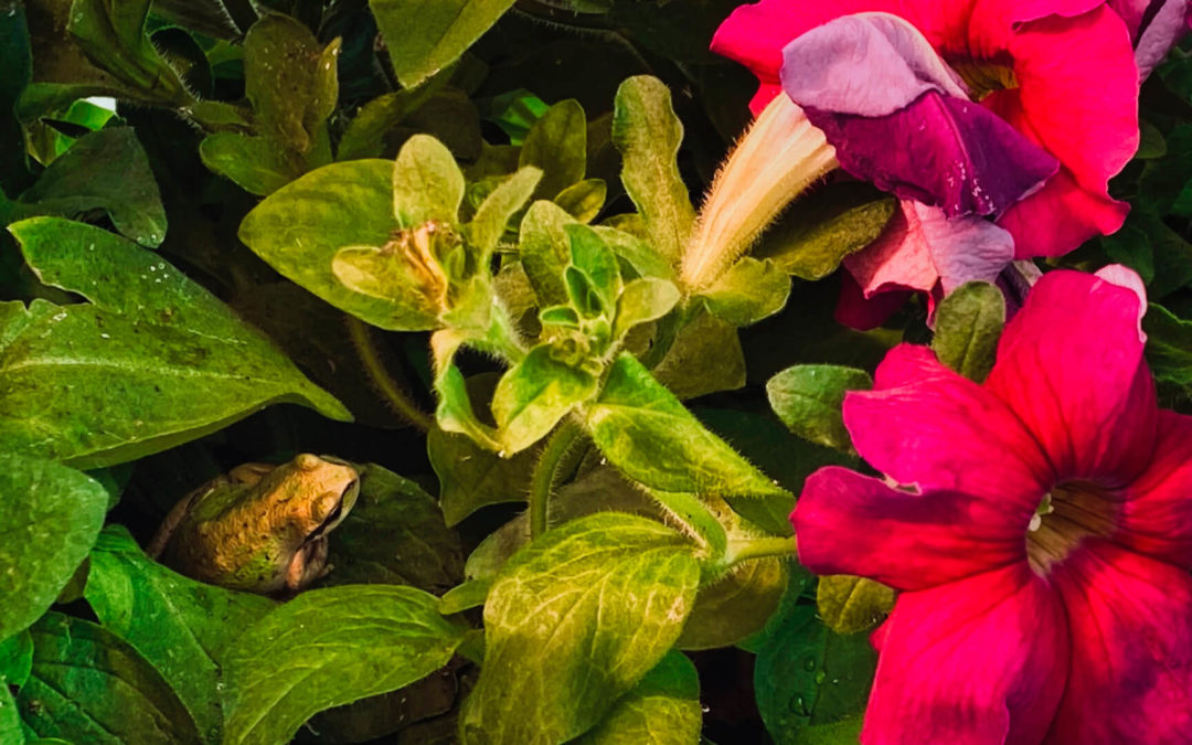 Petunia Love - We just love petunias. We have some in hanging baskets, some in pots on the deck. And judging by all the bees, hummingbirds, butterflies, and these guys, we're not alone in our appreciation of this humble plant. We grow more ever year. Next season will be no exception.