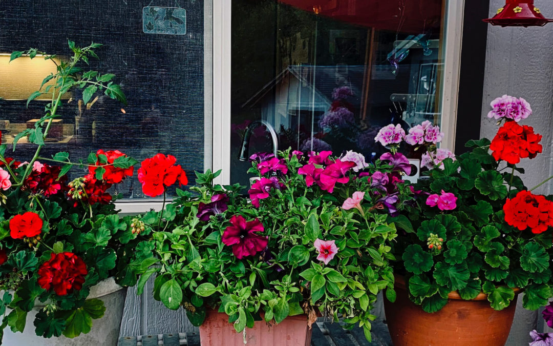 A Volunteer - The pot of geraniums on the left has a persistent guest: a tomato plant. We recycle all our soil so a stray seed must have made it through winter and finally emerged late this summer. Haven't had the heart to cut it down. Grow, little plant!