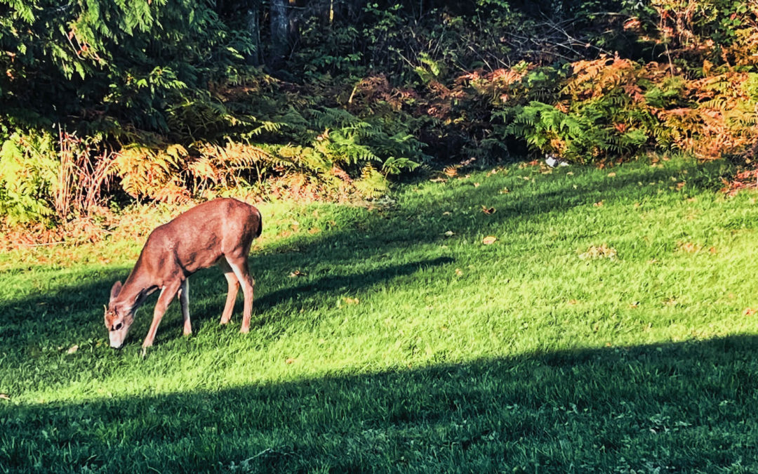 A Quiet Halloween - Weather couldn't be better for October to end. We never get trick-or-treaters, but our resident young buck and a neighbor cat stopped by to enjoy the sun.