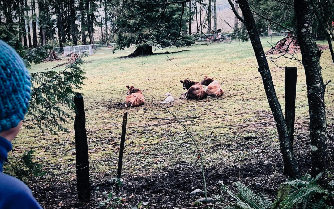 Cows, Sheep, Companions - Earlier this year our neighbors added two lambs to their small farm. One didn't make it so the remaining lamb bonded with these three cows. They're now inseparable. Life goes on and on.