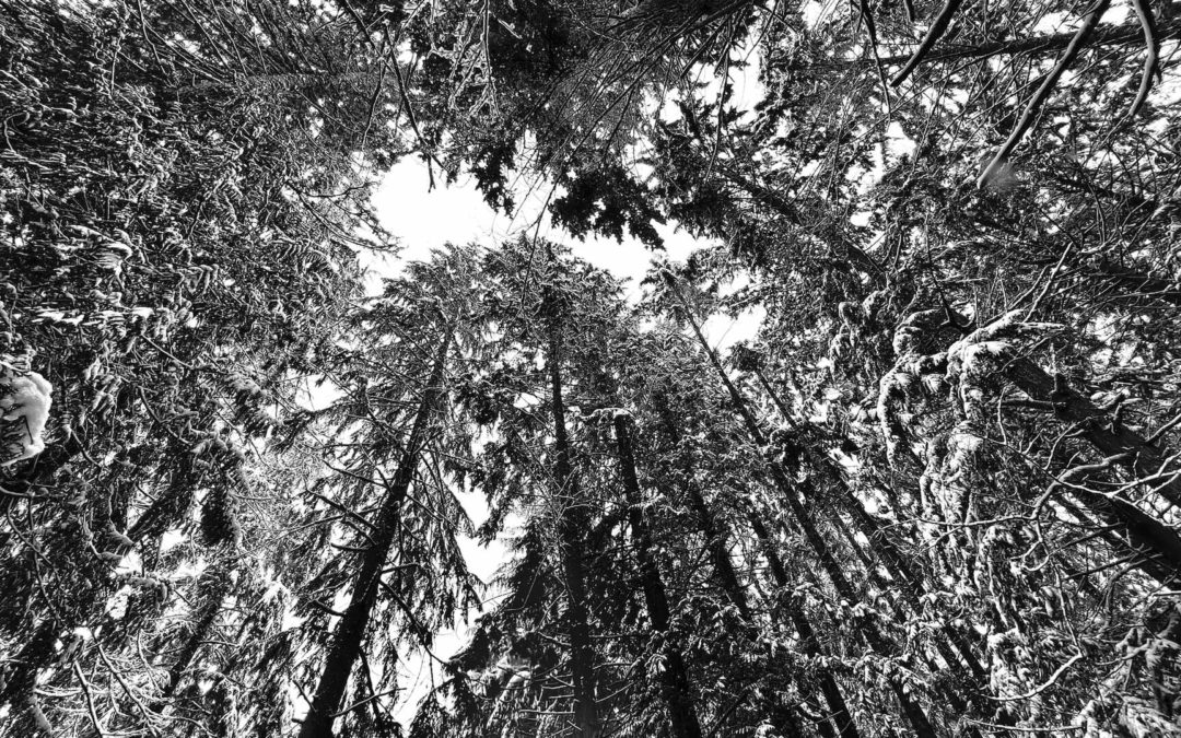 Forest Cathedral - Our woods are usually quiet. Except for the frogs and coyotes and occasional bugling elk, it's really quiet. But when it snows the forest becomes a very special place.