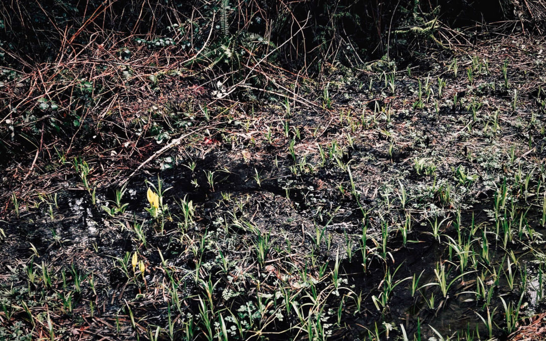 Skunk Cabbage Arrive - Warmest day of the year so far and we spotted the first skunk cabbage of the season. It's also the 47th anniversary of meeting the love of my life and our grandson is seventeen today. Life is amazing.