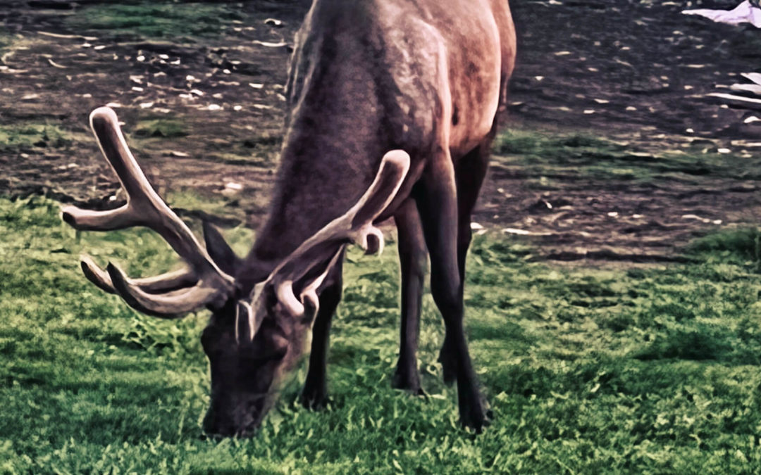 Fuzzy Antler Time - Favorite time of year as they take on summer coats and new racks.