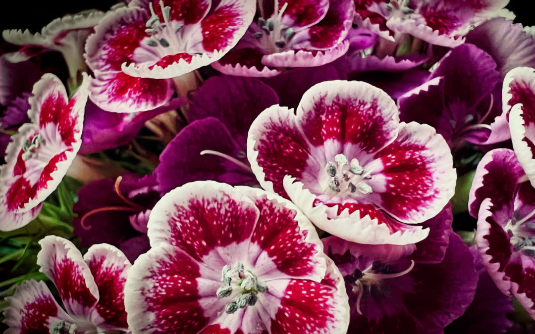 Sweet William - In the summer of 2021 I found a packet of seeds. Never heard of Sweet William before let alone grown any. So, threw some in a pot and left them alone. Put the pot in our new greenhouse where the plants thrived over winter. So much so that we divided them into four pots. Spring 2022 we're now enjoying cut flowers that last for two weeks easy. A beautiful gardening discovery.