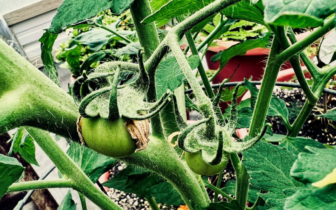 First Tomatoes - The weather this spring in our part of the world has been miserably cool and wet. Nice to spot our first tomatoes in the greenhouse this morning. A little bit of summer in this dark, damp season.