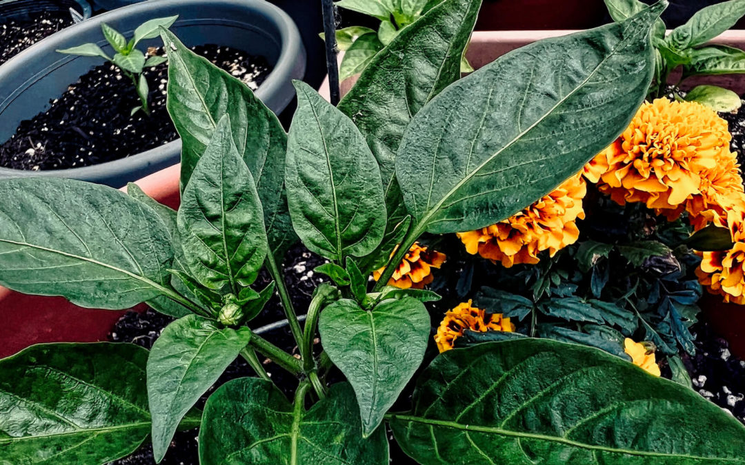 Pepper Pandemonium - Weather around here this spring has been cool and wet to say the least. But with the greenhouse we built last year we're growing peppers for the first time. Amazing to watch them grow along with tomatoes, flowers, etc. We've been enjoying spinach, lettuce, radishes, peas for months. Life is good. Watch it grow.