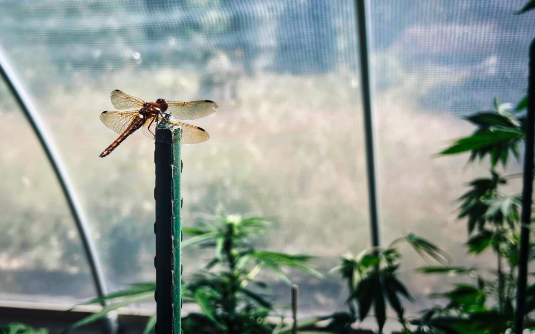 Dragonfly Guardian - This little guy, unlike others of the species around here, is not bashful at all. It sits atop one of the stakes in our greenhouse, keeping those marvelous eyes on our tomatoes, peppers, etc. One of many critters that co-habitate with us in there.
