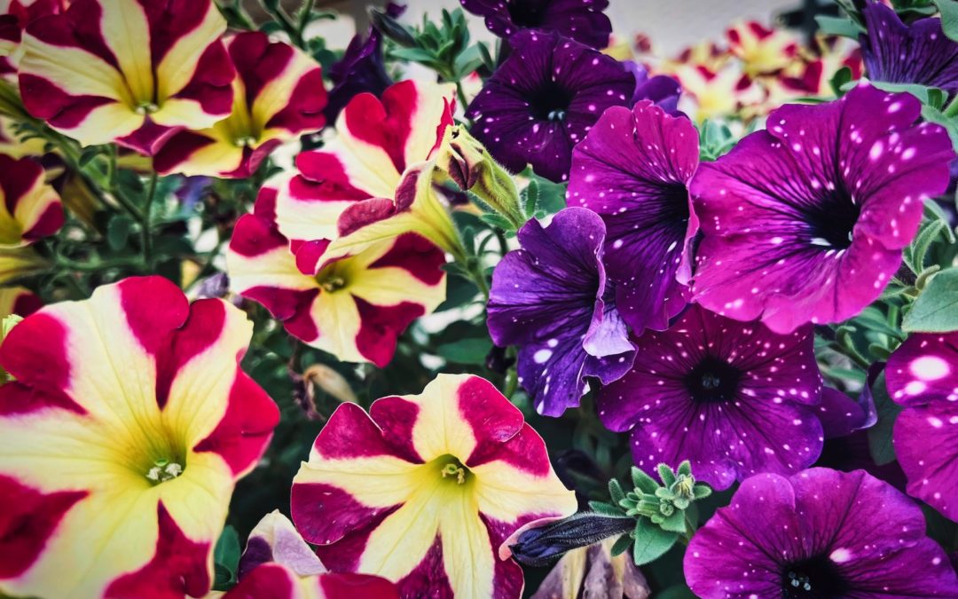 Petunia Love - Here on The Orchard Compound we love petunias. One of the flowers we can grow well. Tried some different color combinations this year. Now that the summer heat has arrived in full they're exploding. Just love that!