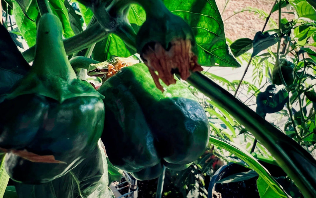 Hiding In The Peppers