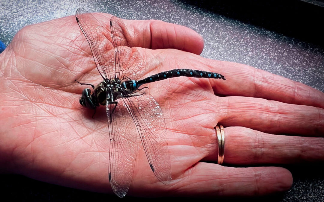 Greenhouse Wildlife - We've been using our greenhouse for a year now. An abundance of vegetables and flowers is the result. But we have been surprised by the number of small critters that have found their way in there. Butterflies, dragonflies, bees, frogs, and even slugs. We learn something every day.