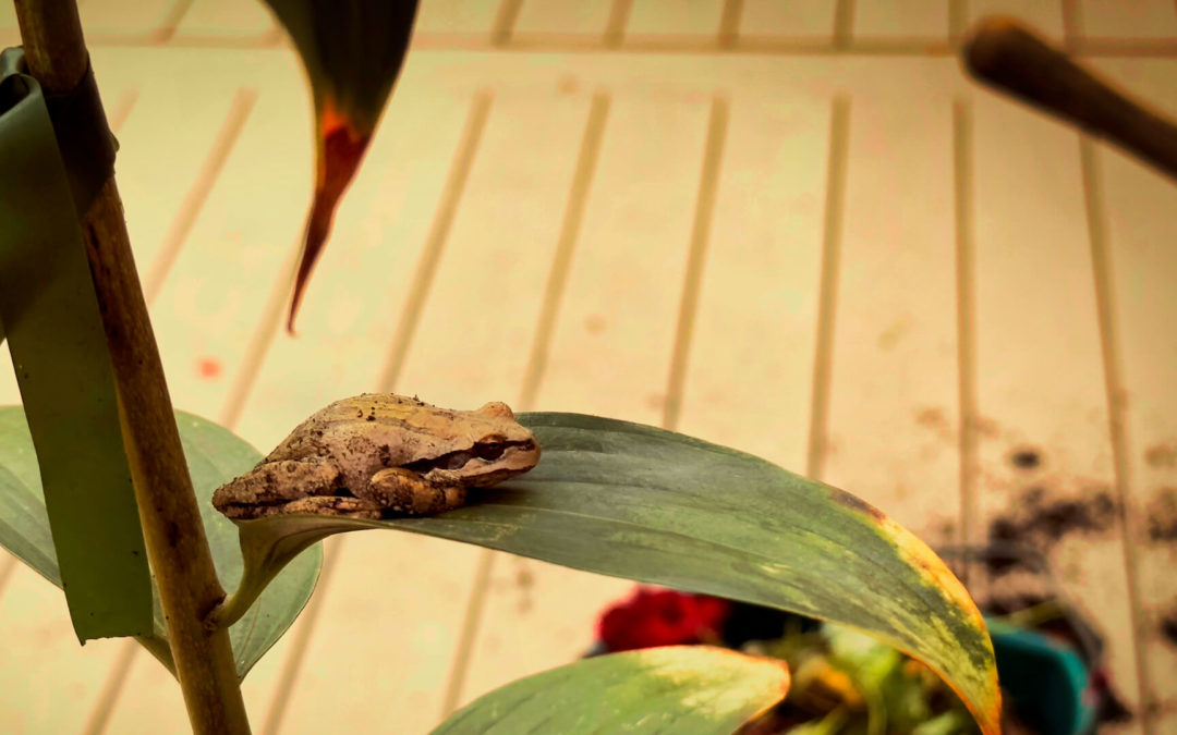 Frog On Tiger - Cleaning up the deck, wrapping up the growing season, and this little guy stays perched on our fading Tiger Lilly. Guess he hates to see the growing season end.