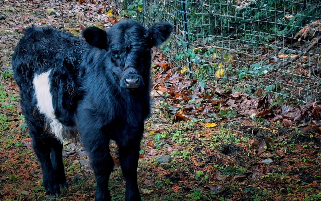 Meet Our New Neighbor - Our little corner of the world continues to change. New homes, new families, and new critters. This furry bovine showed up yesterday to join recent arrivals, mainly chickens at two of the fanciest coops ever built. The neighborhood sounds more lively these days.