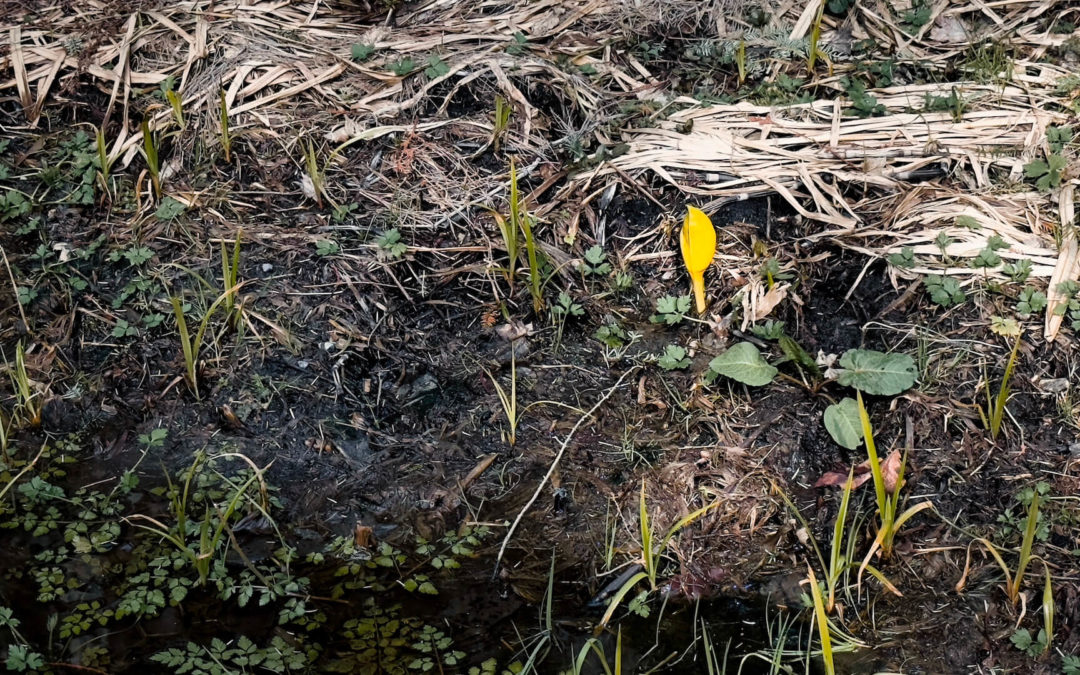 Skunk Cabbage In Bloom