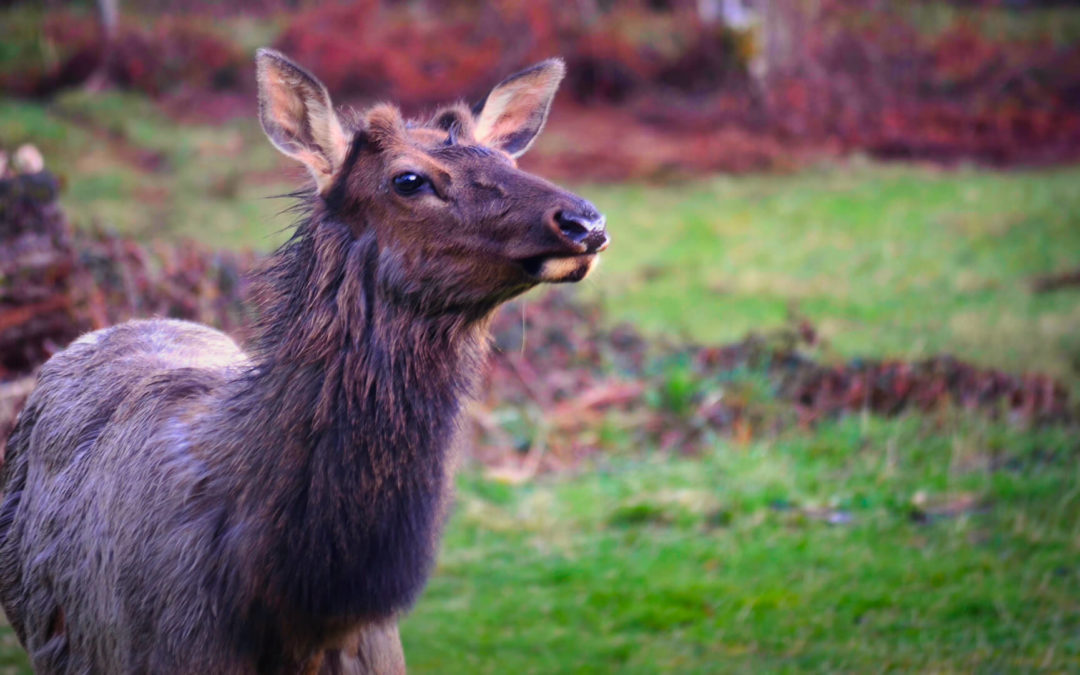 Evening Elk - This guy and a bunch of his friends stopped by about an hour before sunset. They're starting to shed their winter racks and coats. Love this time of year.