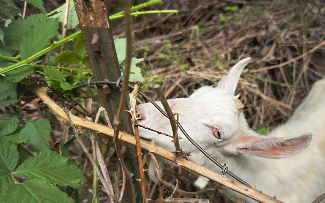 Helpful Munchers - Our neighbors' goats LOVE blackberry bushes. They really love it when you help them reach leaves just out of their reach.